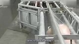 工厂是如何杀猪的实拍全自动机械化流水线，网友太惨无人道了