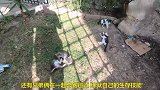 野外快乐玩耍的猫咪一家，太让人羡慕了
