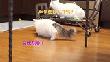 快让让！猫咪牌观光车来啦！和我一起在家旅行吧！