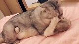 像极了爱情，自从胖猫咪有了媳妇，天天腻在一起