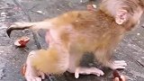 雨后发现的小猴子，长得这么清秀，还挺可爱的