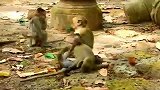小猴子！打的真带劲