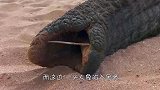 大象的鼻子被铁钉卡住，饿的晕倒在地，下一秒让人感动