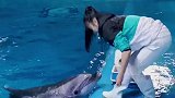 抖到蓬莱八仙过海 小海豚 要给大家高歌一曲