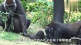 猩猩爸爸被老婆孩子追的好惨：早知道不打儿子了，场面笑哭
