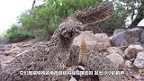 响尾蛇的天敌走鹃，把它当成辣条一样吃掉，网友：这太凶残了！