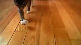 猫咪也可以像狗狗一样捡东西
