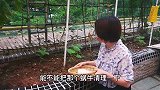阳台种菜有很多蜗牛和蜈蚣怎么办？分享一个简单方便的处理方法