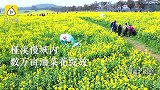 南京桠溪国际慢城万亩油菜花盛开，游客花丛观光重拾童年记忆