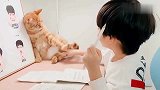 大橘猫：陪小主人写作业，一会儿被训一会儿被宠，真的太难了