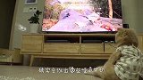 主人打开手机放国歌，谁知猫咪听到后突然下跪，科学家也无法解释