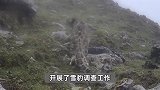 “雪山之王”雪豹吃播大公开！东张西望吃独食，从白天炫到晚上，真香