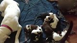 比特犬妈妈一脸疲惫的倒在地上，让3周大的小奶狗们进食