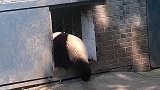 大熊猫感觉像是在和我们说下班时间到，这也太可爱了！