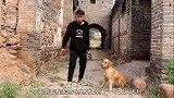 小伙探险无人村的老宅，金毛在老宅屋里发生了啥危险？却大喊救命