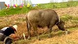 水牛很大，但很温柔呀！