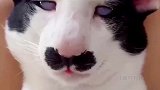 好看的猫咪千篇一律，丑的倒是各有千秋