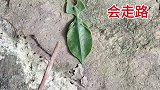 好神奇的树叶，会走路