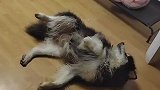 胖胖你当我傻