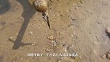 第一次去赶海，看看我都收获了什么宝贝？