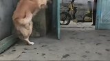 主人说爸爸回来了，金毛跑过去接过东西，又转身把他关在门外！