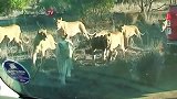 狮子想吃豪猪是真不易