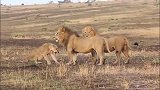 新狮王兄弟拿下狮群，对于不服的母狮，只能打了