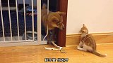 狗狗被主关禁闭，猫咪看它头伸出来一巴掌就过去