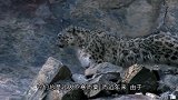 超萌的雪豹，用嘴叼着尾巴不想弄湿，网友：被萌化了！
