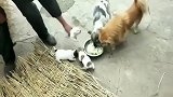 狗妈妈不给吃母乳，16天的小奶狗不得不吃面食，看了心里好难过