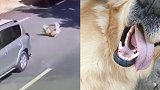 车主马路撞上金毛犬未停车 交警：未牵狗绳，无法判定肇事逃逸