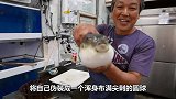 皮皮虾抓住河豚，直接把它扎爆了，河豚感觉身体被掏空
