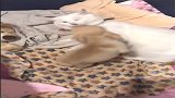 真是初生牛犊不怕虎啊自己多大心里没点数这你也敢打