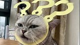 猫王：给自己做了顿朴实无华的早餐