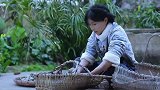发芽的土豆切成块，裹上草木灰，李子柒把它们种在了地里