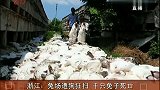 浙江一养兔场遭黄狗扫荡 千只兔子死亡
