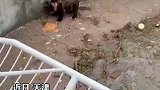 游客乱投喂致小熊呕吐，希望游客提高素质