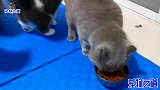 主人给胖公猫开小灶，其它猫突然跑来抢食，胖公猫的反应很搞笑