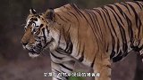 老虎躺在河边一动不动，农民小心上前查看，意外的一幕发生了！