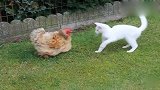 小白猫找老母鸡干架，反被愤怒的母鸡