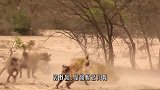 母狮和孩子被野狗包围，母狮霸气护犊子，和野狗展开惨烈大战