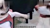 我把你当亲爹,你却把我当猴啊