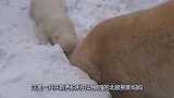 北极熊宝宝陪伴妈妈工作，画面令人暖心，宝宝举动简直萌翻了
