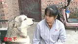 “大狼狗”撒娇卖萌，奶奶拿它一点办法都没有，比亲孙子都亲