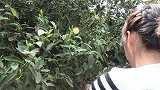 桃子姐大山采茶，回家后自制茶叶，真能干