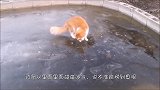 冰面上有个洞，胖橘将爪子伸出去捞鱼，下一秒画风突变！