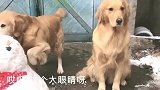 主人说雪人比狗狗漂亮，它瞬间醋意大发，直接把雪人给拆了
