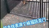 两只橘猫一起跳铁围栏差距一目了然