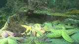 海星的吃法有多讲究？渔民切开一瞬间，才知道哪些部位最有营养