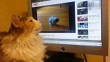 猫咪坐在电脑旁可眼睛却看向别处，铲屎官：孩子大了有心事了